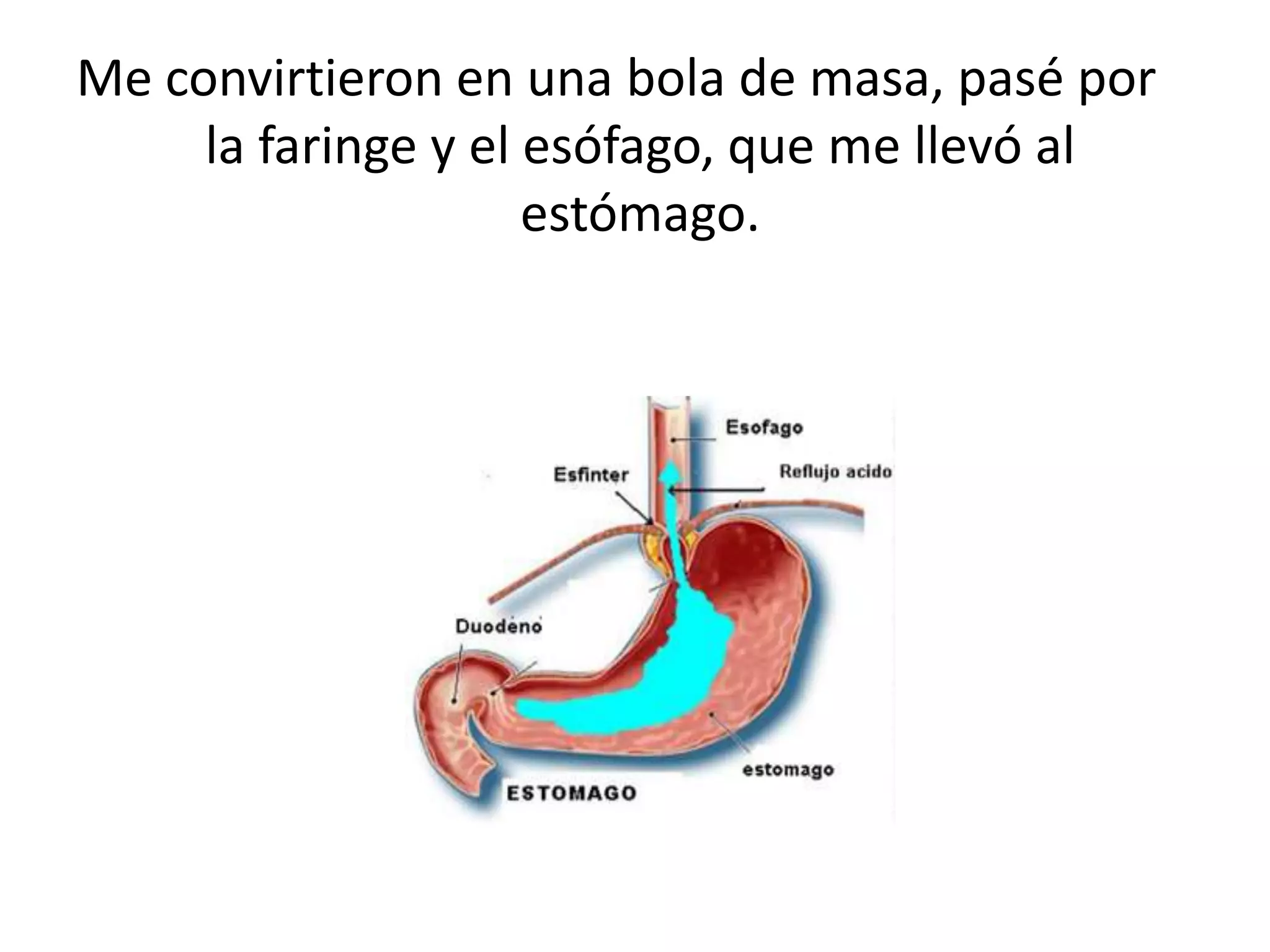 Me convirtieron en una bola de masa, pasé por
     la faringe y el esófago, que me llevó al
                     estómago.
 