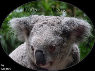 Koala Bears By Aaron G 