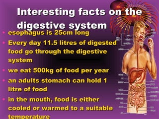 Interesting facts on the digestive system esophagus is 25cm long Every day 11.5 litres of digested food go through the digestive system we eat 500kg of food per year an adults stomach can hold 1 litre of food in the mouth, food is either cooled or warmed to a suitable temperature 
