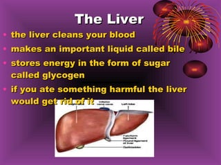 The Liver the liver cleans your blood makes an important liquid called bile stores energy in the form of sugar called glycogen if you ate something harmful the liver would get rid of it 
