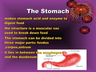 The Stomach makes stomach acid and enzyme to digest food the structure is a muscular sac used to break down food The stomach can be divided into three major parts: fundus ,corpus,antrum it lies in between the esophagus and the duodenum 