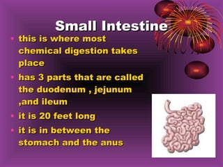 Small Intestine this is where most chemical digestion takes place has 3 parts that are called the duodenum , jejunum ,and ileum  it is 20 feet long it is in between the stomach and the anus 
