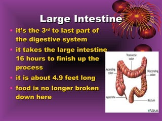 Large Intestine it’s the 3 rd  to last part of the digestive system it takes the large intestine 16 hours to finish up the process it is about 4.9 feet long food is no longer broken down here  