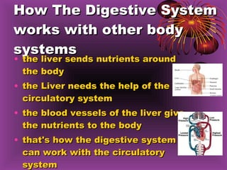 How The Digestive System works with other body systems the liver sends nutrients around the body the Liver needs the help of the circulatory system the blood vessels of the liver give the nutrients to the body that's how the digestive system can work with the circulatory system 