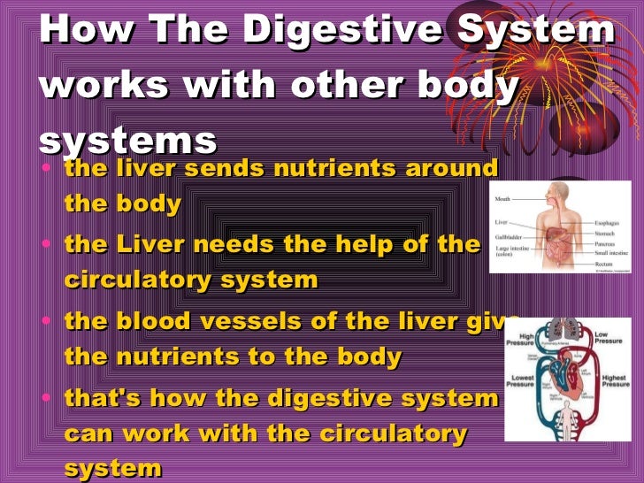 aaron malka digestive system digestive system works with what other systems