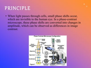 PRINCIPLE
• When light passes through cells, small phase shifts occur,
which are invisible to the human eye. In a phase-contrast
microscope, these phase shifts are converted into changes in
amplitude, which can be observed as differences in image
contrast.
 
