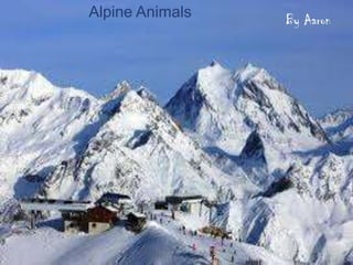 Alpine Animals   By Aaron


By Aaron Jones
 