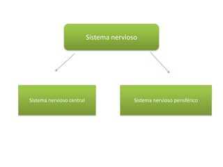 Sistema nervioso
Sistema nervioso central Sistema nervioso perisférico
