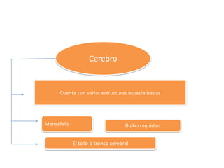 Cerebro
Cuenta con varias estructuras especializadas
Menséfalo Bulbo raquideo
El tallo o tronco cerebral