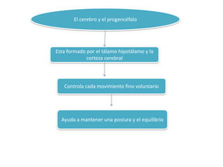 El cerebro y el progencéfalo
Esta formado por el tálamo hipotálamo y la
corteza cerebral
Controla cada movimiento fino voluntario
Ayuda a mantener una postura y el equilibrio