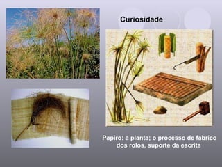 Papiro: a planta; o processo de fabrico dos rolos, suporte da escrita  Curiosidade 