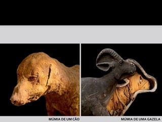 MÚMIA DE UM CÃO   MÚMIA DE UMA GAZELA
 