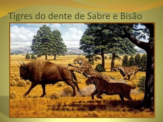 Tigres do dente de Sabre e Bisão
 