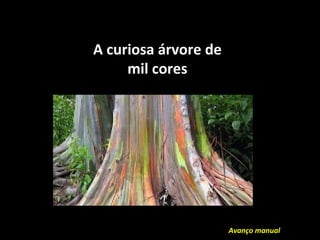 A curiosa árvore de
mil cores
Avanço manual
 