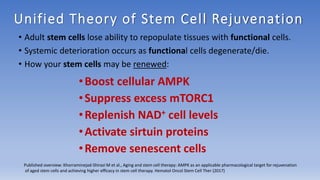 Unified Theory of Stem Cell Rejuvenation