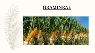 GRAMINEAE
 