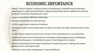ECONOMIC IMPORTANCE
– Wheat, (Triticum Vulgare), rice(Oryza Sativa), maize(Zeamays), bajra(Pennisetum typhoides),
jowar(Sorghum vulgare),barley(Hordeum vulgare),oats(jai;Avena sativa), ragi(Eleusine coracana,
rye(Secale cereale) are important grain crops.
– Sugarcane(Saccharum officinale) yields sugar.
– Bambusa, Dendrocalamus yields bamboos.
– In China, paper pulp is made out of bamboos.
– Young green shoots of the bamboo plant are eaten and made into pickles. Bamboo seeds are also
eaten.
– A white silicious substance present near the joints of the stem(tabasnir)is used medicinally.
– Valuable perfumery oils are obtained from Andropogon odoratus(ginger grass), Cymbopogon
nardus(citronella grass), C.citronella(lemon grass), C.martini(geranium oil grass).
– Fibres are extracted from the leaves of Saccharum munja(munj) used in making chairs,tables,
baskets, screen and lining for walls.
– Eulaliopsis is also used in making paper in India and Pakistan.
 