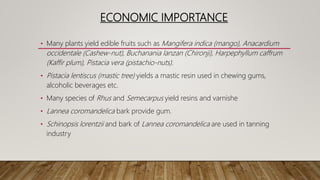 ECONOMIC IMPORTANCE
• Many plants yield edible fruits such as Mangifera indica (mango), Anacardium
occidentale (Cashew-nut), Buchanania lanzan (Chironji), Harpephyllum caffrum
(Kaffir plum), Pistacia vera (pistachio-nuts).
• Pistacia lentiscus (mastic tree) yields a mastic resin used in chewing gums,
alcoholic beverages etc.
• Many species of Rhus and Semecarpus yield resins and varnishe
• Lannea coromandelica bark provide gum.
• Schinopsis lorentzii and bark of Lannea coromandelica are used in tanning
industry
 