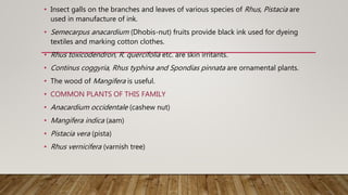 • Insect galls on the branches and leaves of various species of Rhus, Pistacia are
used in manufacture of ink.
• Semecarpus anacardium (Dhobis-nut) fruits provide black ink used for dyeing
textiles and marking cotton clothes.
• Rhus toxicodendron, R. quercifolia etc. are skin irritants.
• Continus coggyria, Rhus typhina and Spondias pinnata are ornamental plants.
• The wood of Mangifera is useful.
• COMMON PLANTS OF THIS FAMILY
• Anacardium occidentale (cashew nut)
• Mangifera indica (aam)
• Pistacia vera (pista)
• Rhus vernicifera (varnish tree)
 