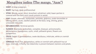 Mangifera indica (The mango, “Aam”)
– HABIT: A large evergreen.
– ROOT: Tap root, deep and branched
– STEM: Woody, aerial, erect, branched, cylindrical, solid, lower portion is
covered with the bark resin canals present in wood.
– LEAF: Simple, alternate, exstipulate, petiolate, glabrous, ovate-lanceolate or
oblong, entire, acute, swollen petiole at the base, long, shining, green,
unicostate reticulate.
– INFLORESCENCE: Terminal panicle.
– FLOWER: Bracteate, pedicellate, complete, bisexual, actinomorphic,
pentamerous, hypogynous, cyclic, small, yellowish green; flowers are
polygamous.
– CALYX: Sepals 5. gamosepalous, ovate deciduous, imbricate, white or cremish
colored;
– COROLLA: Petals five, polypetalous, white or cremish with yellowish hue at
base, imbricate. A fleshy, five-lobed disc is present between stamens and petals.
 