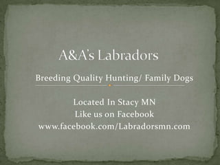 Breeding Quality Hunting/ Family Dogs
Located In Stacy MN
Like us on Facebook
www.facebook.com/Labradorsmn.com

 