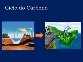 Ciclo do Carbono