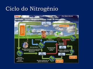 Ciclo do Nitrogênio