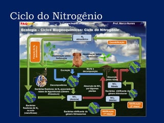 Ciclo do Nitrogênio
 