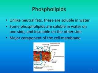 Phospholipids
• Unlike neutral fats, these are soluble in water
• Some phospholipids are soluble in water on
one side, and insoluble on the other side
• Major component of the cell membrane

13

 
