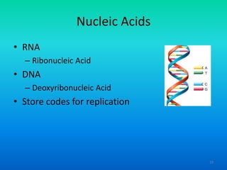 Nucleic Acids
• RNA
– Ribonucleic Acid

• DNA
– Deoxyribonucleic Acid

• Store codes for replication

19

 