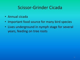Scissor-Grinder Cicada
• Annual cicada
• Important food source for many bird species
• Lives underground in nymph stage for several
years, feeding on tree roots

22

 