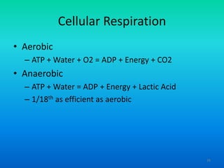 Cellular Respiration
• Aerobic
– ATP + Water + O2 = ADP + Energy + CO2

• Anaerobic
– ATP + Water = ADP + Energy + Lactic Acid
– 1/18th as efficient as aerobic

26

 