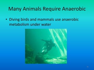 Many Animals Require Anaerobic
• Diving birds and mammals use anaerobic
metabolism under water

28

 