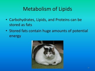 Metabolism of Lipids
• Carbohydrates, Lipids, and Proteins can be
stored as fats
• Stored fats contain huge amounts of potential
energy

29

 