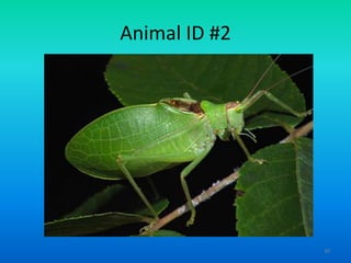 Animal ID #2

30

 
