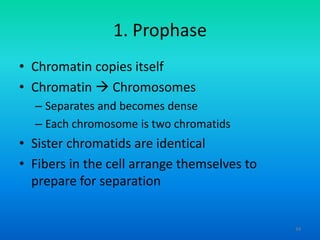 1. Prophase
• Chromatin copies itself
• Chromatin  Chromosomes
– Separates and becomes dense
– Each chromosome is two chromatids

• Sister chromatids are identical
• Fibers in the cell arrange themselves to
prepare for separation

34

 