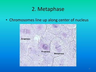 2. Metaphase
• Chromosomes line up along center of nucleus

37

 