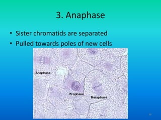3. Anaphase
• Sister chromatids are separated
• Pulled towards poles of new cells

39

 