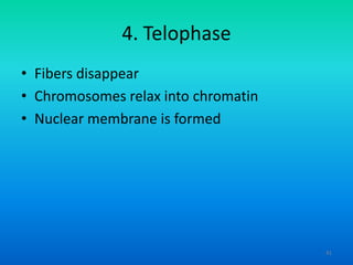 4. Telophase
• Fibers disappear
• Chromosomes relax into chromatin
• Nuclear membrane is formed

41

 
