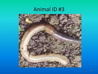 Animal ID #3

44

 