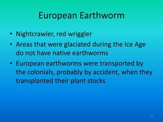 European Earthworm
• Nightcrawler, red wriggler
• Areas that were glaciated during the Ice Age
do not have native earthworms
• European earthworms were transported by
the colonials, probably by accident, when they
transplanted their plant stocks

45

 