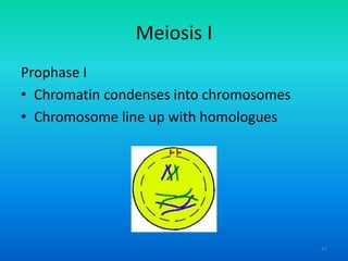 Meiosis I
Prophase I
• Chromatin condenses into chromosomes
• Chromosome line up with homologues

47

 