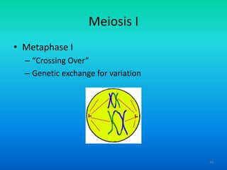 Meiosis I
• Metaphase I
– “Crossing Over”
– Genetic exchange for variation

48

 