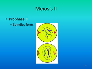 Meiosis II
• Prophase II
– Spindles form

51

 