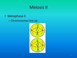 Meiosis II
• Metaphase II
– Chromosomes line up

52

 