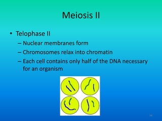 Meiosis II
• Telophase II
– Nuclear membranes form
– Chromosomes relax into chromatin
– Each cell contains only half of the DNA necessary
for an organism

54

 