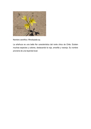 Nombre científico: Rhodopiala sp.

La añañuca es una bella flor característica del norte chico de Chile. Existen
muchas especies y colores, destacando la roja, amarilla y naranja. Su nombre
proviene de una leyenda local.
 