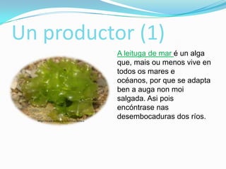 Un productor (1)

http://es.wikipedia.org/wiki/Ulva_lactuca

A leituga de mar é un alga
que, mais ou menos vive en
todos os mares e
océanos, por que se adapta
ben a auga non moi
salgada. Asi pois
encóntrase nas
desembocaduras dos ríos.

 