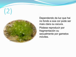 (2)
Dependendo da luz que hai
no fondo a súa cor pode ser
mais clara ou oscura.
Pódese reproducir por
fragmentación ou
sexualmente por gametos
móviles.
http://es.wikipedia.org/wiki/Ulva_lactuca

 