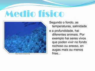 Medio físico

http://tinyurl.com/qzoowwg

Segundo o fondo, as
temperaturas, salinidade
e a profundidade, hai
diferentes animais. Por
exemplo hai seres vivos
que poden vivir no fondo
rochoso ou areoso, en
augas mais ou menos
frias...

 
